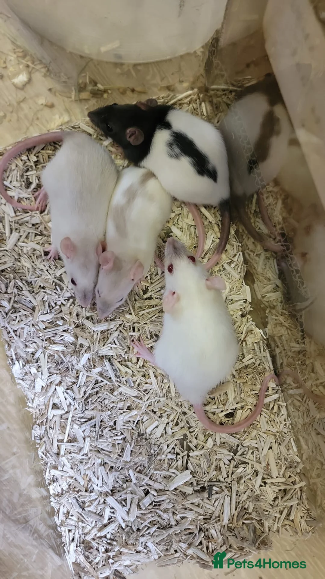 Rat rodents for sale: Beautiful full size and dwarf rats ready now - Advert 2