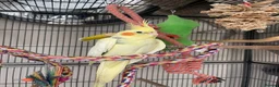 Cockatiels birds for sale: Loving male cockatiel looking for home in Reading - Advert 3