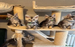 Maine Coon cats for sale: Stunning Maine Coon kittens  - Image 9