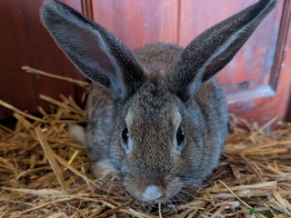 Mixed Breed rabbits Dutch x American Chinchilla Lop - Advert 20
