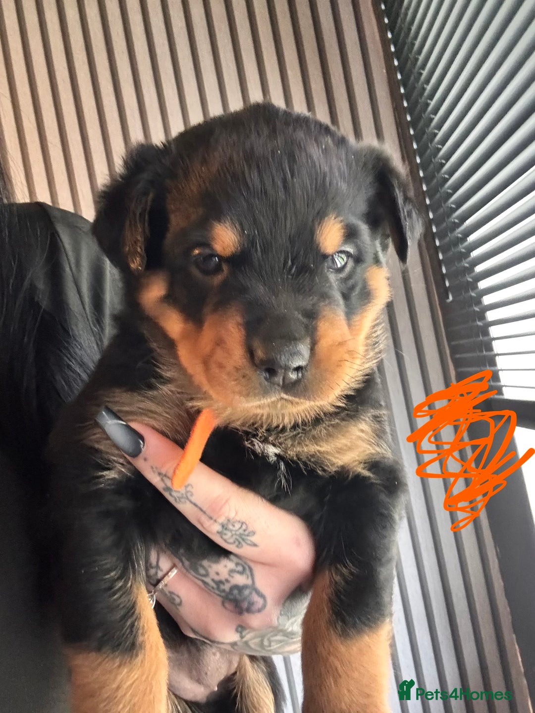Mixed Breed dogs for sale: Beautiful chunky 3/4 Rottweiler 1/4 sharpei pups  - Image 8