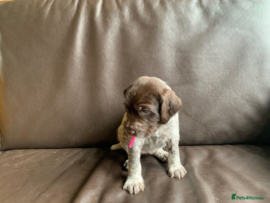 German Wirehaired Pointer dogs for sale: Pedigree GWP pups from strong working lines - Image 8