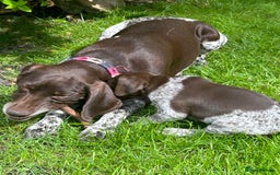 German Shorthaired Pointer dogs for sale: Gorgeous litter of German Shorthair puppies - Image 29