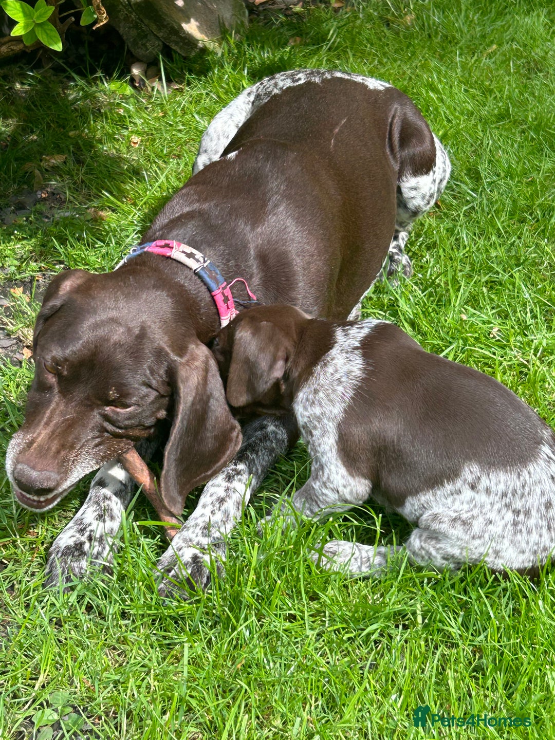 German Shorthaired Pointer dogs for sale: Gorgeous litter of German Shorthair puppies - Image 29