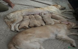 Golden Retriever dogs for sale: Golden retriever puppies  - Image 25