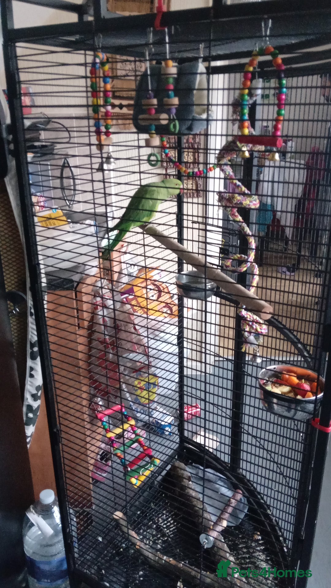 Ringnecks birds for sale: Female Ring neck with cage and everything. - Advert 2
