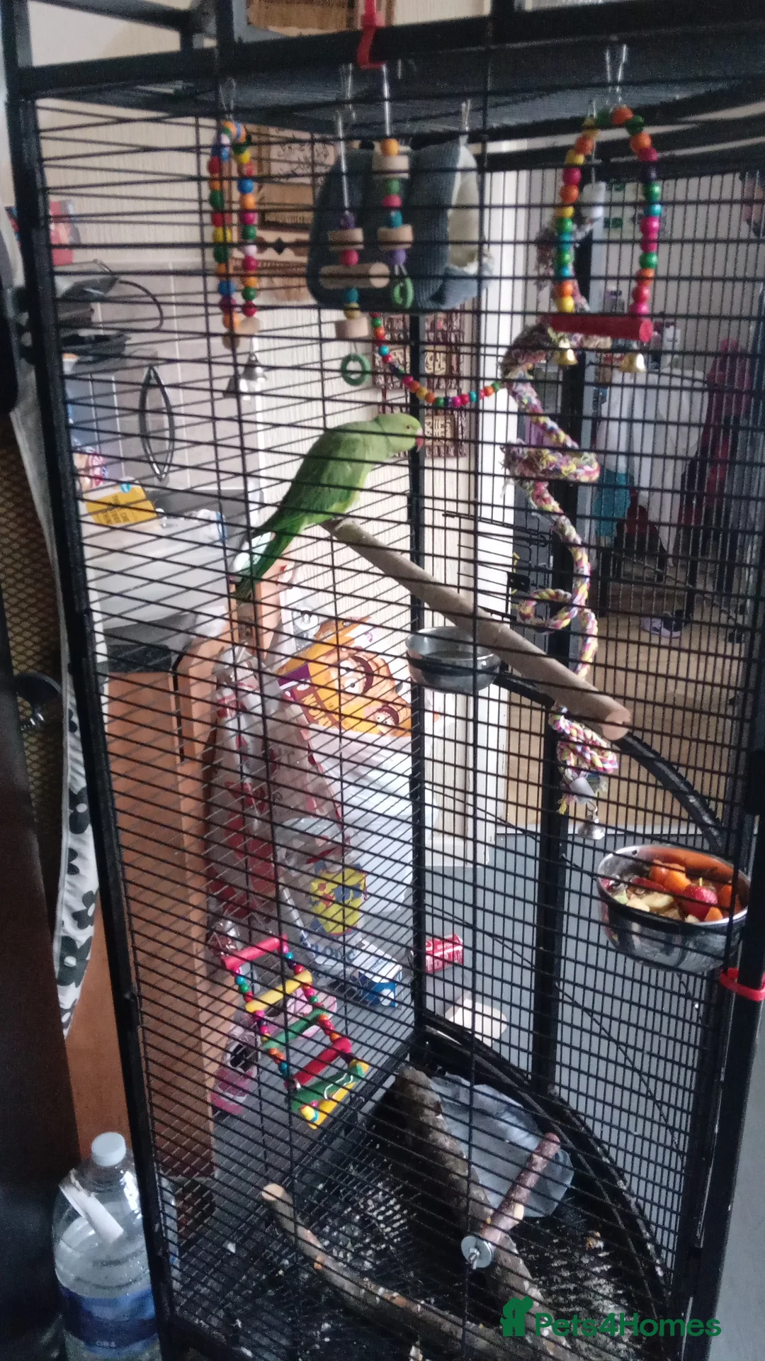 Ringnecks birds for sale: Female Ring neck with cage and everything. - Advert 2