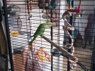 Ringnecks birds Female Ring neck with cage and everything. - Advert 10