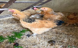 Chickens poultry for sale: Brahmas and bantams - Image 2
