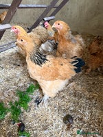 Chickens poultry - Advert 5