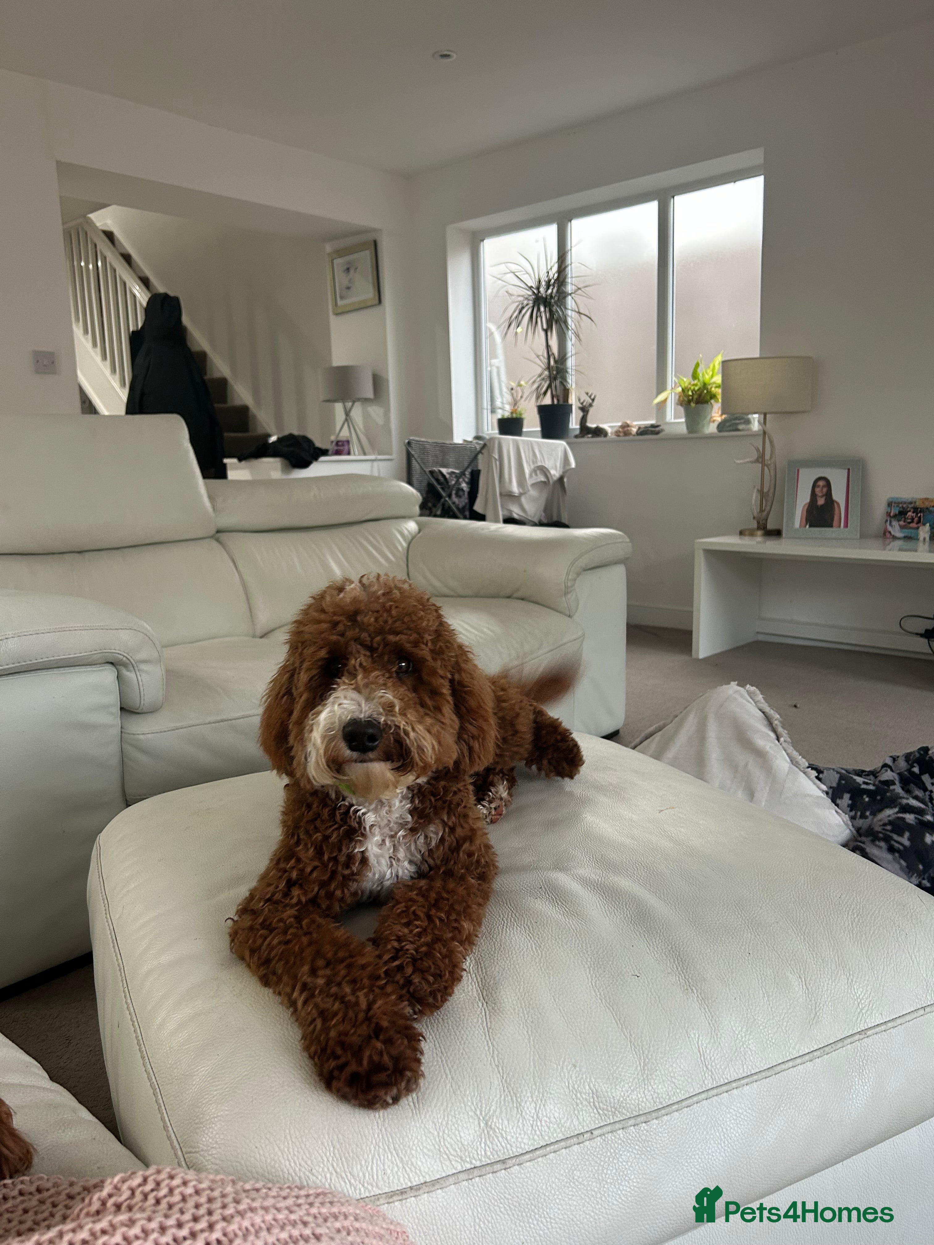 Cavapoo dogs F1b Cavapoo 10 months old  - Advert 4