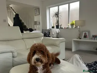 Cavapoo dogs F1b Cavapoo 10 months old - Advert 4