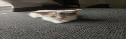 Mixed Breed cats for sale: 4 male calicos - Advert 7