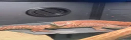 Monitor reptiles for sale: Proven Breeding Pair of Ackie Monitor Lizards in Ardrossan - Advert 9