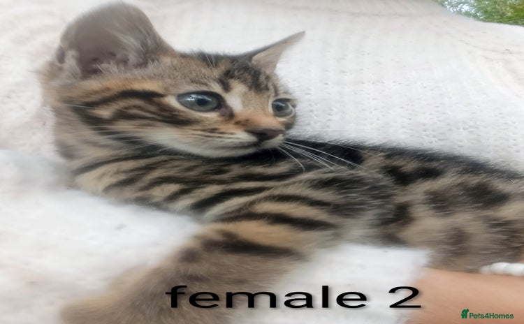 Mixed Breed cats - Advert 7