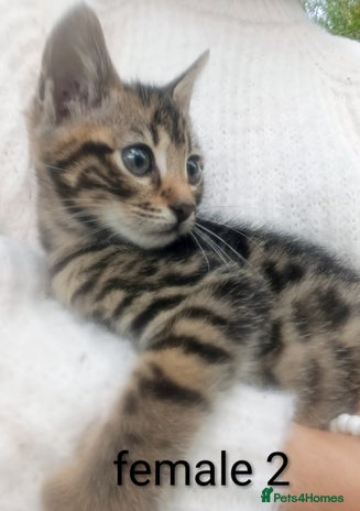 Mixed Breed cats - Advert 2