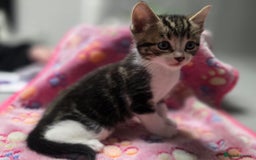 Mixed Breed cats for sale: 5 mixed kittens for sale! - Image 3