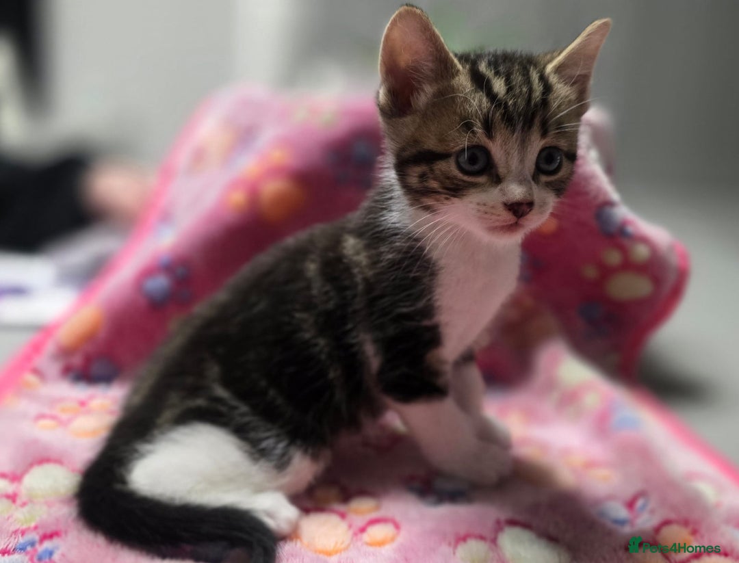 Mixed Breed cats for sale: 5 mixed kittens for sale! - Image 3