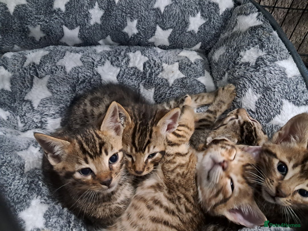 Bengal cats for sale: Half bengals - Advert 5