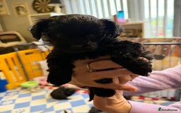 Yorkiepoo dogs for sale: Yorkiepoo puppies for sale. - Image 8