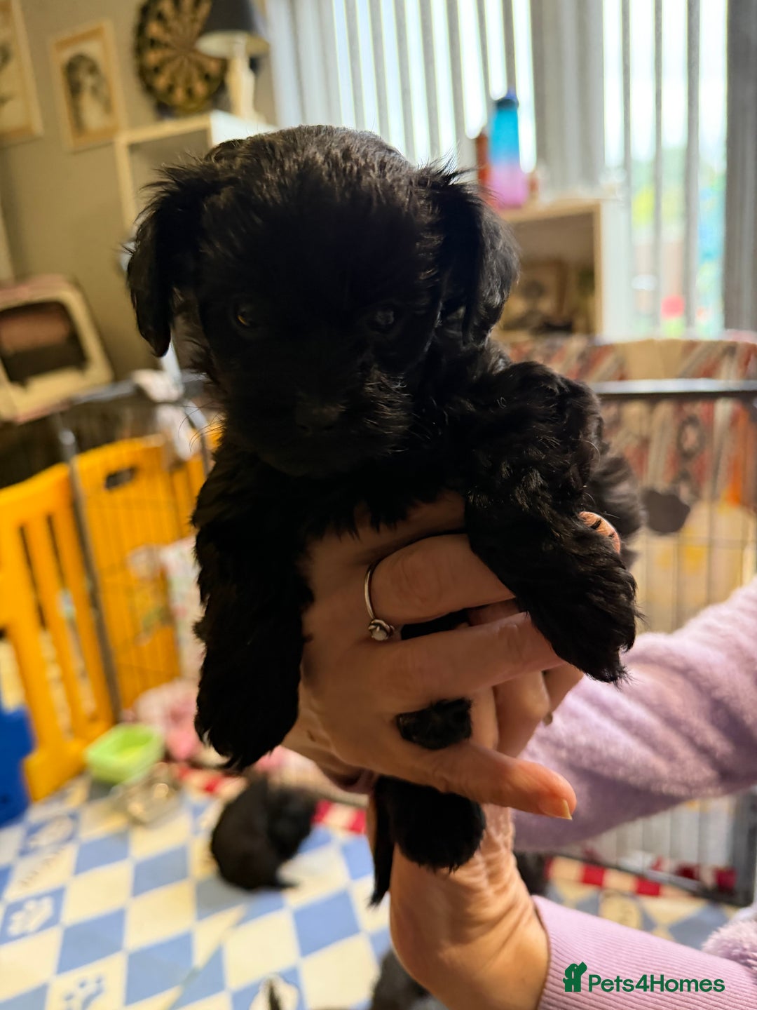 Yorkiepoo dogs for sale: Yorkiepoo puppies for sale. - Image 8