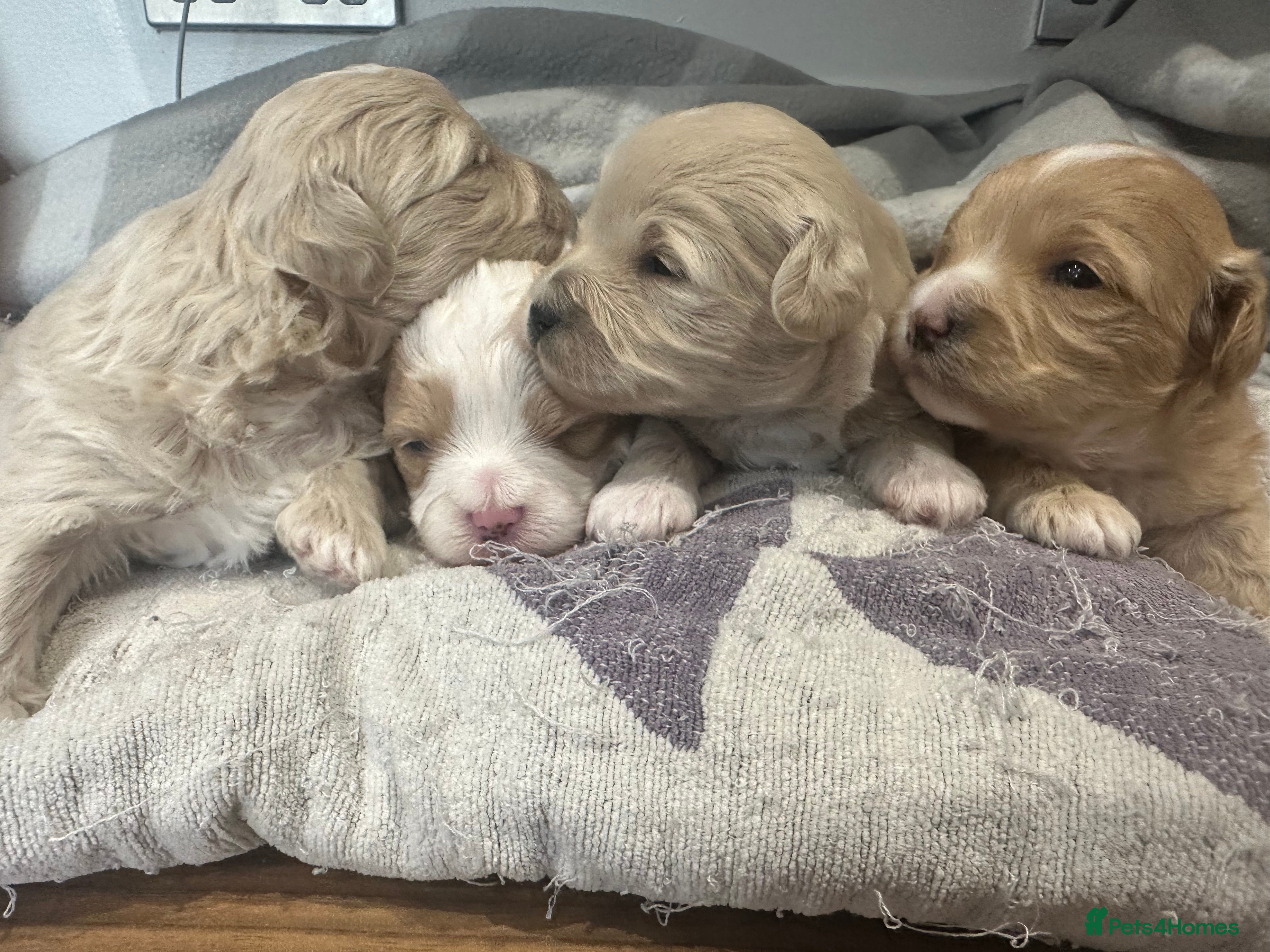 Maltipoo dogs  Tiny Maltipoo babys - Advert 1