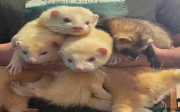 Ferret rodents for sale: 3x Albino Hobs & 1x Polecat Jill - Image 1