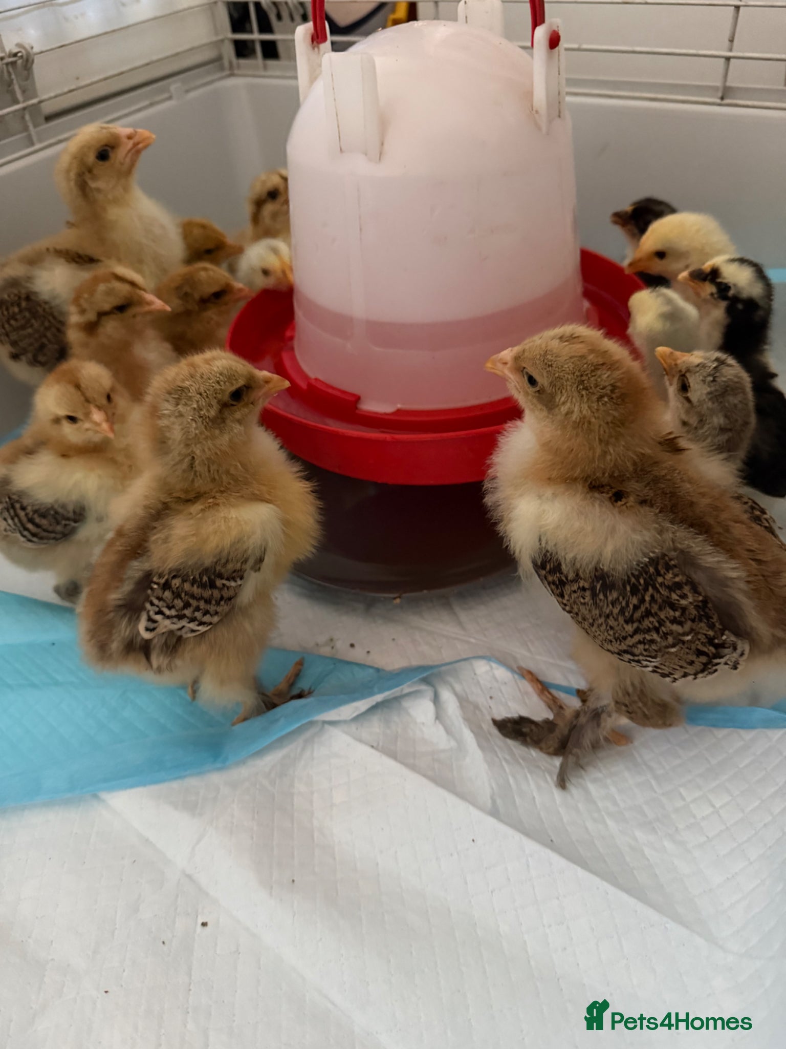 Chickens poultry for sale: Gold Partridge Brahma Chicks - Advert 1