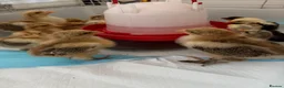 Chickens poultry for sale: Gold Partridge Brahma Chicks - Advert 1