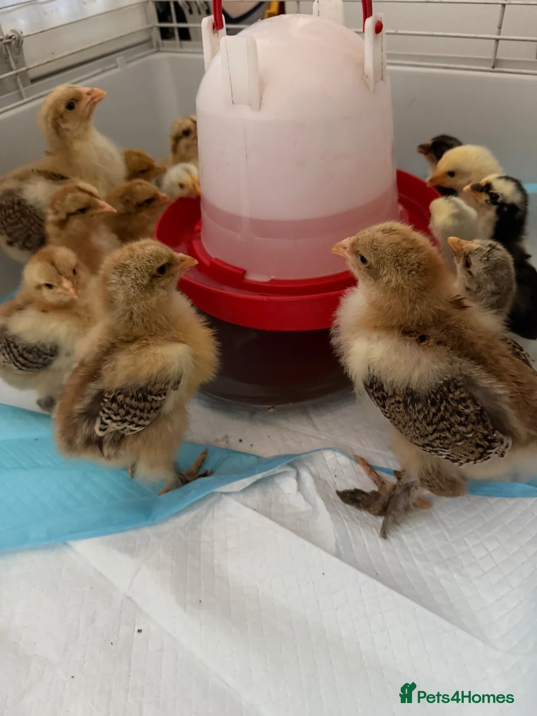 Chickens poultry for sale: Gold Partridge Brahma Chicks - Advert 1