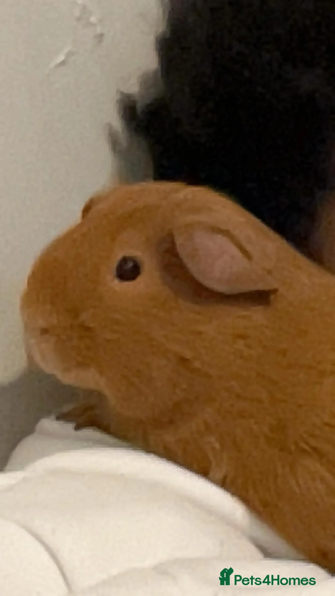 Guinea Pig rodents for sale: guinea pig - Advert 1