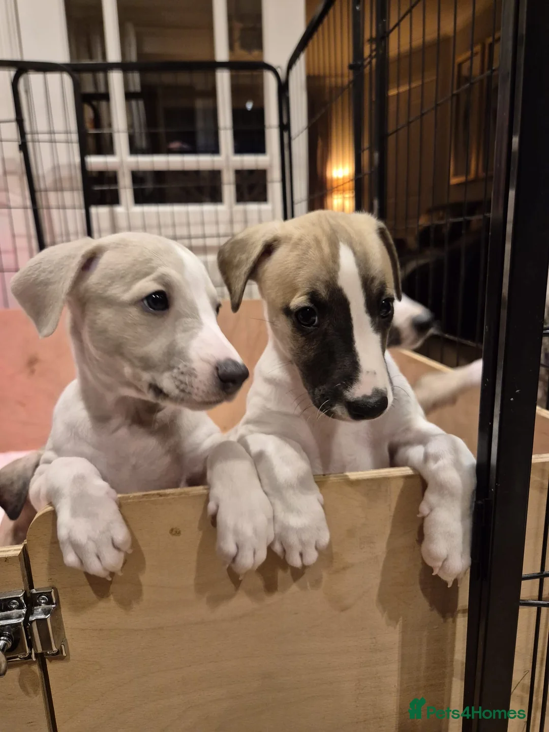 Whippet dogs for sale: KC REGISTERED Whippet puppies for Sale - Advert 15