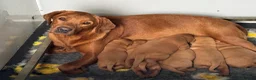 Labrador Retriever dogs for stud: PROVEN & FULLY HEALTH TESTED KC Dark Fox Red Stud  - Advert 39