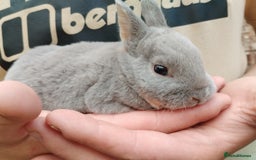 Rex rabbits for sale: Velvet fur mini rex  - Advert 7