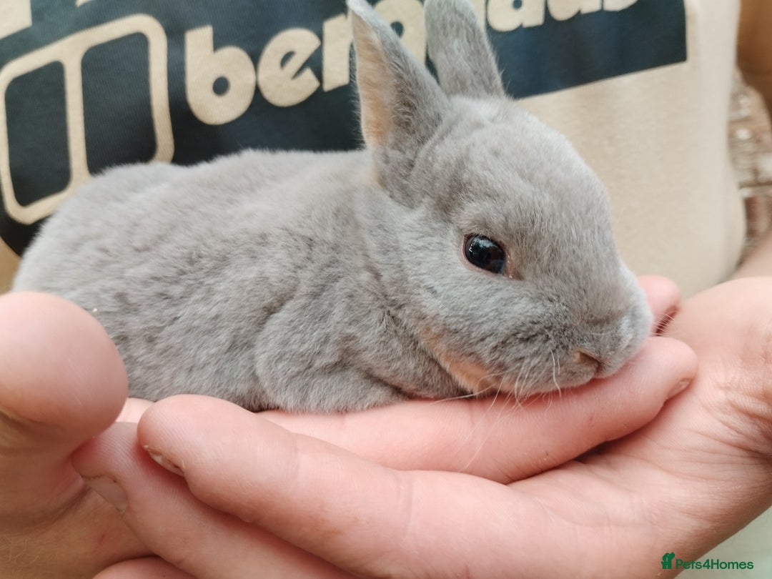 Rex rabbits for sale: Velvet fur mini rex  - Advert 7