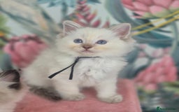 Ragdoll cats for sale: GCCF REGISTERED RAGDOLL KITTENS available septembe - Image 12
