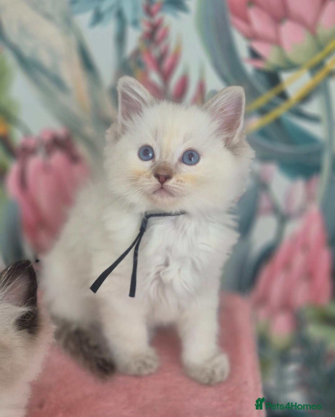Ragdoll cats for sale: GCCF REGISTERED RAGDOLL KITTENS available septembe - Image 12