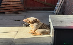 English Bulldog dogs for sale: 18 month old male English bulldog  - Image 2