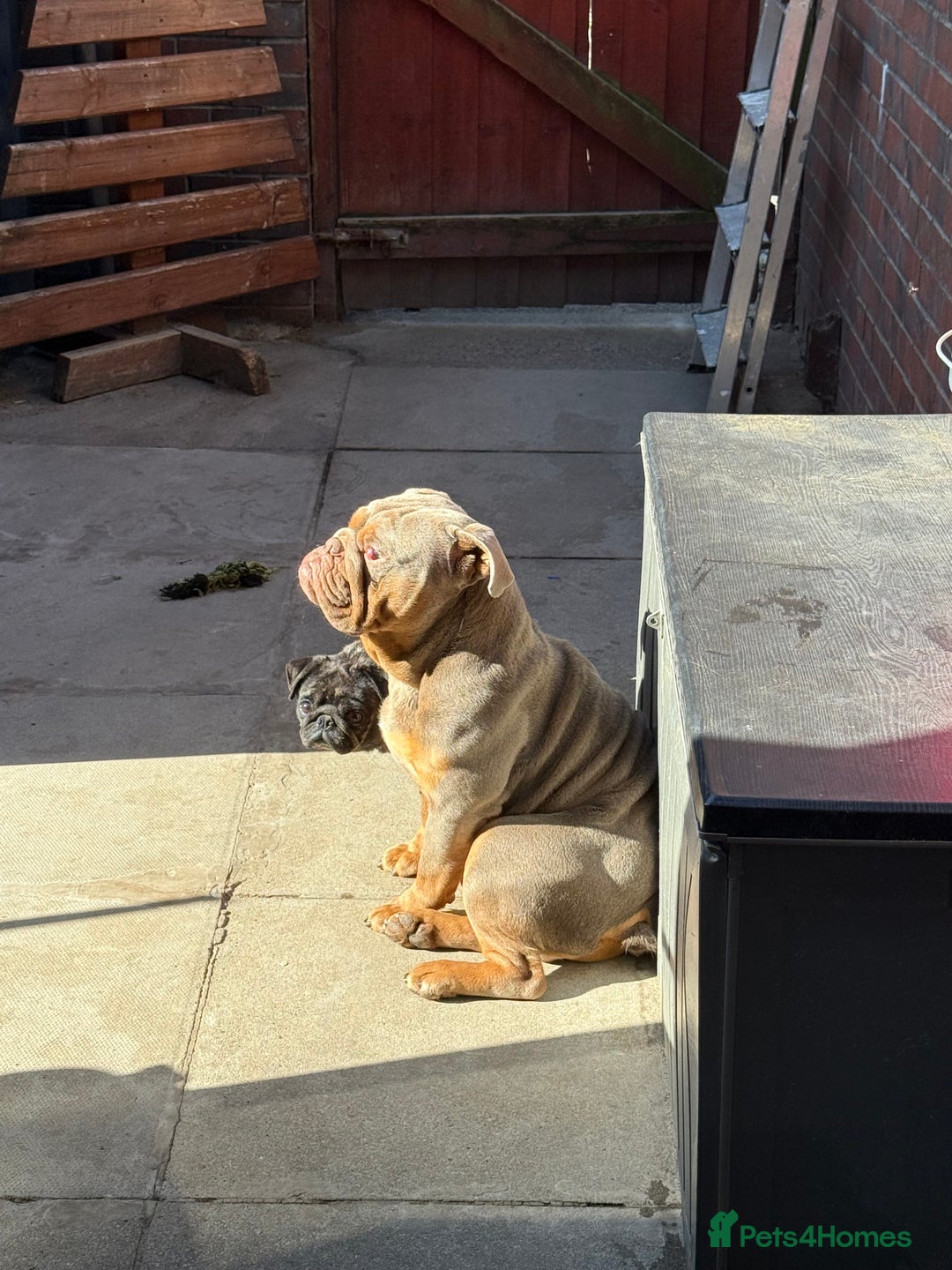 English Bulldog dogs for sale: 18 month old male English bulldog  - Image 2