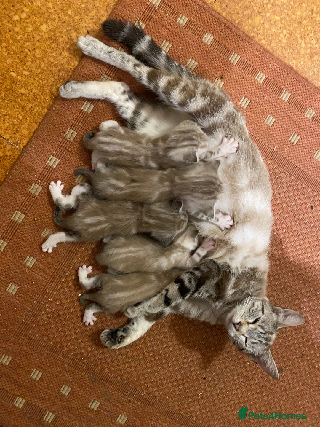 Mixed Breed cats for sale: Litter of white tabby cats  - Advert 2