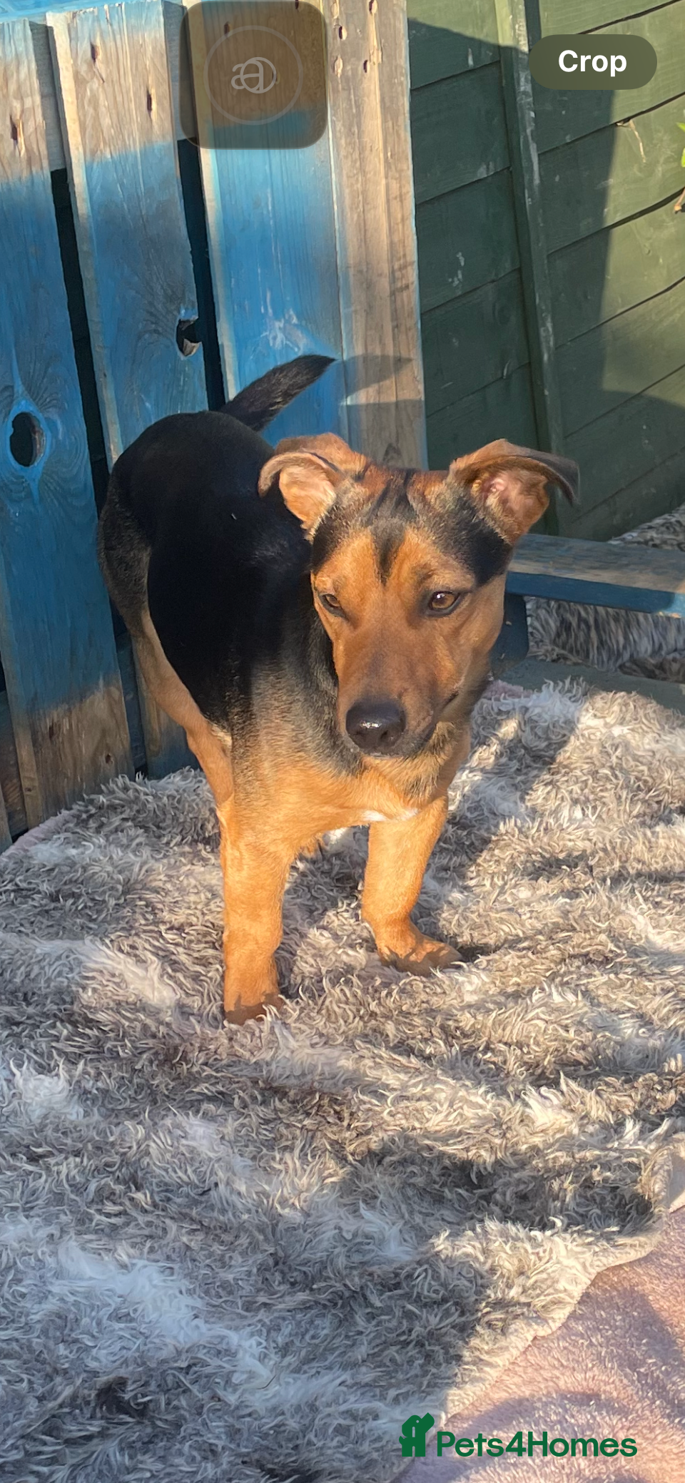 Jack Russell dogs Tank son of Louis of much wenlock  - Advert 2