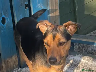 Jack Russell dogs Tank son of Louis of much wenlock - Advert 2