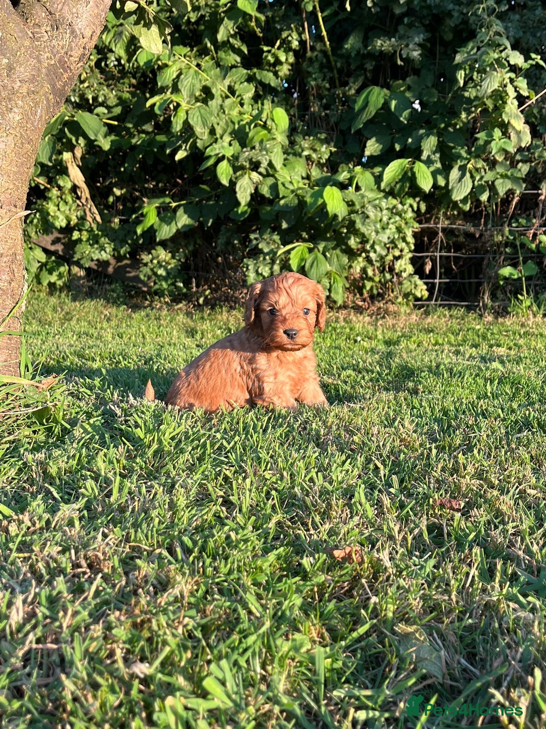 Cockapoo dogs for sale: Deep Fox Red Cockerpoos  - Image 10