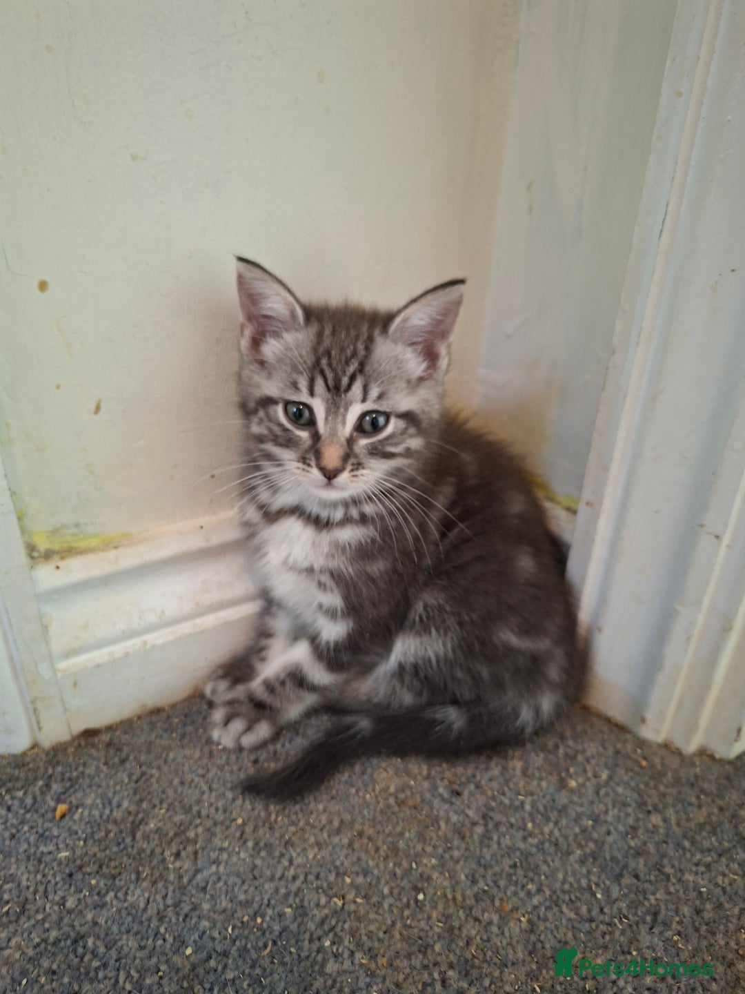 Maine Coon cats for sale: Gorgeous Maine Coon Cross Siamese kittens - Image 4