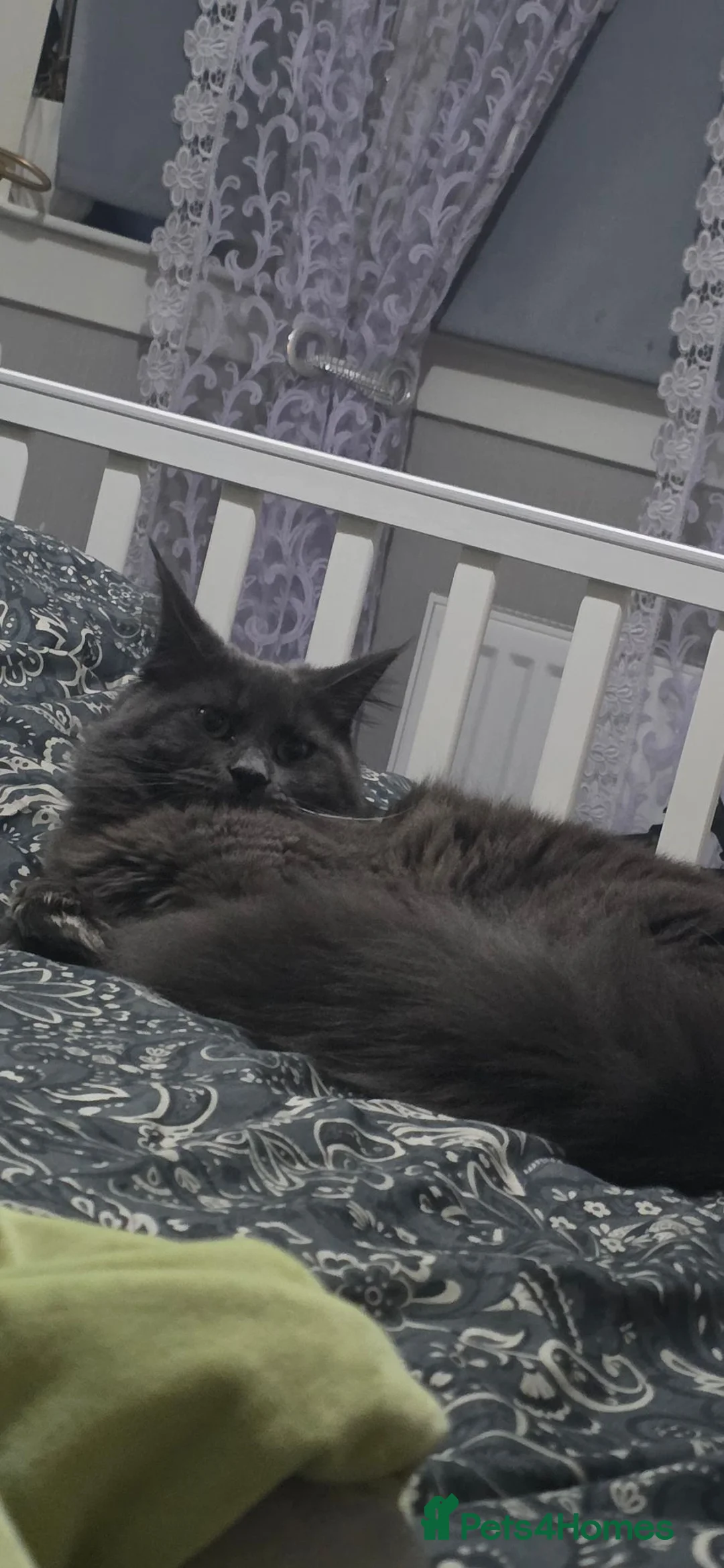 Maine Coon cats for sale: Maine Coon  in Blairgowrie - Advert 1