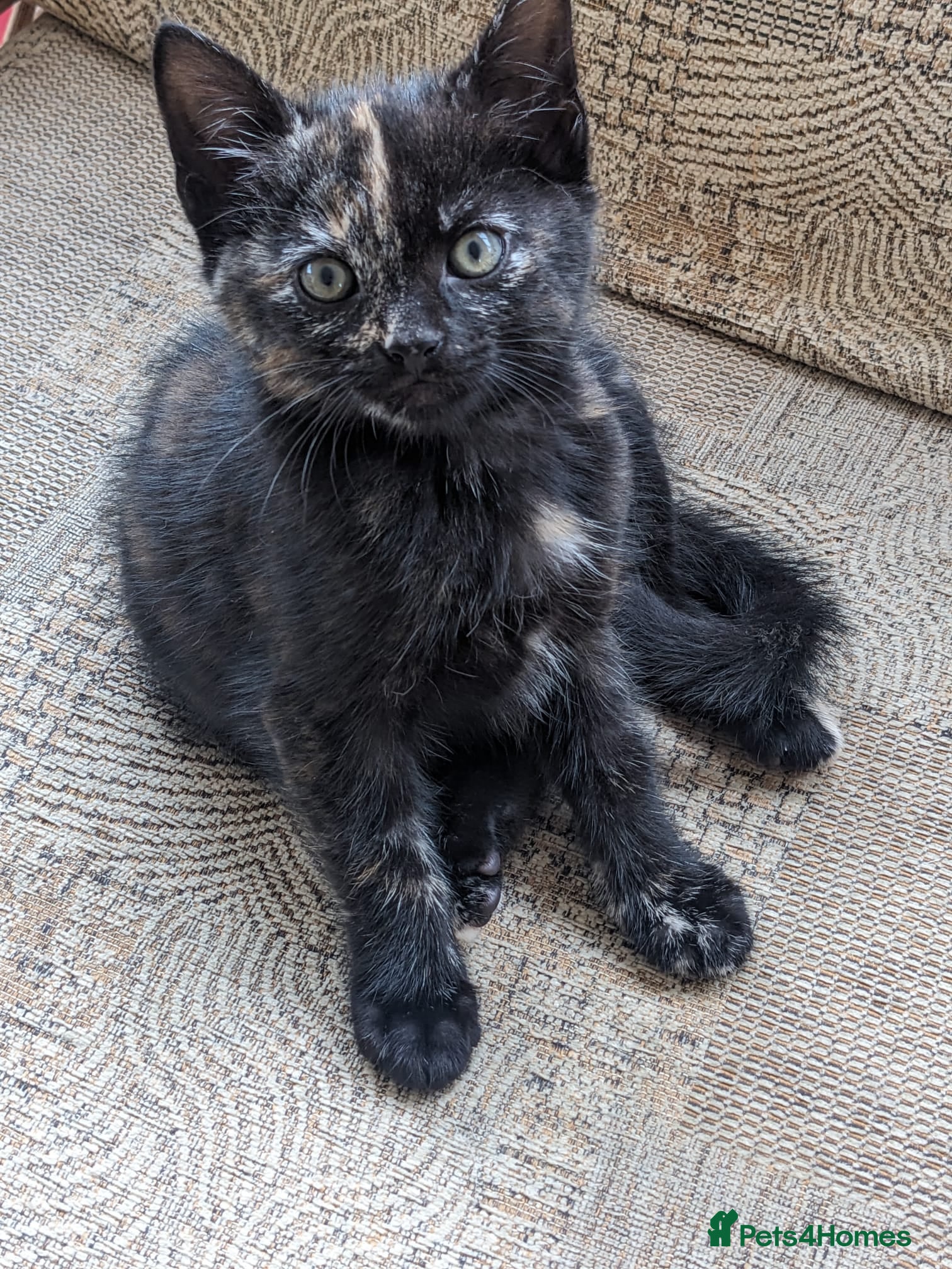 Mixed Breed cats Home reared kittens - Advert 2