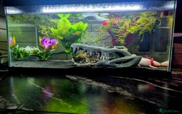 Axolotl reptiles for sale: 2yr old Female Axolotl - Image 2