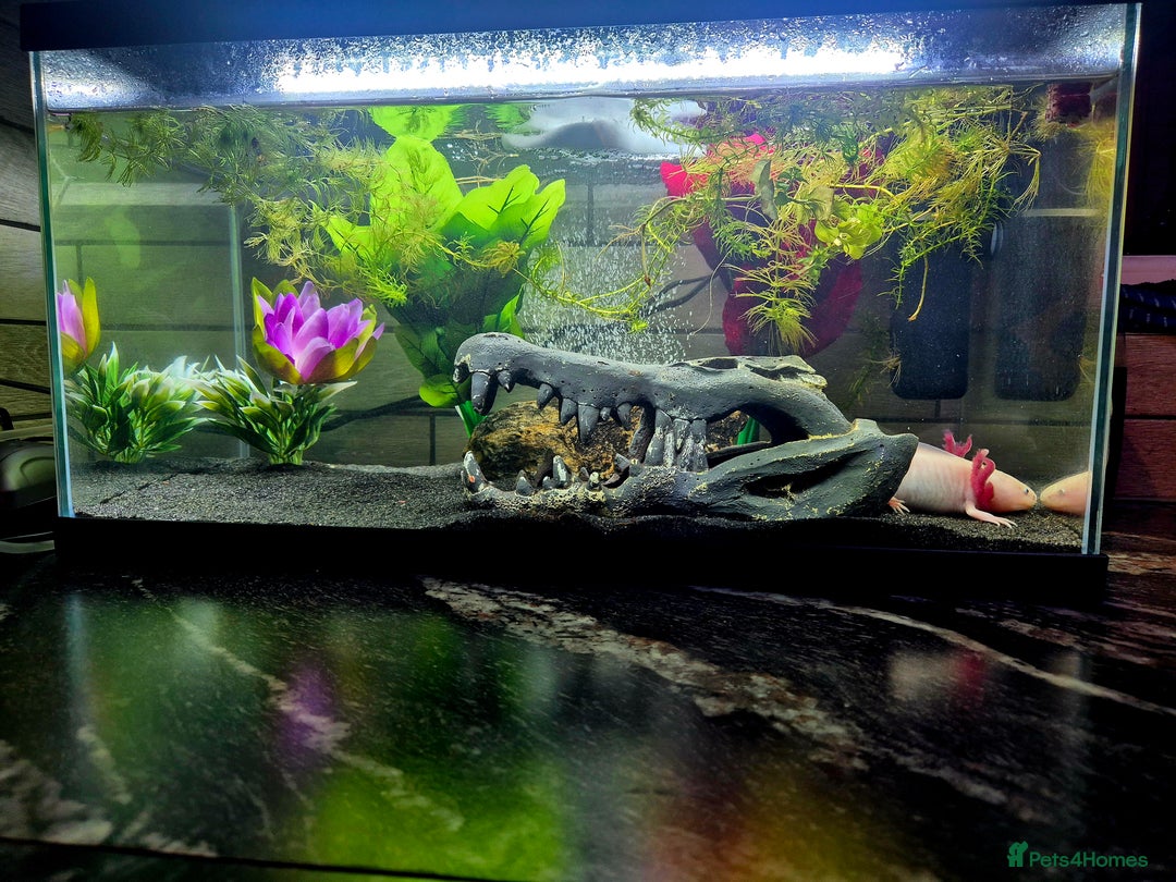 Axolotl reptiles for sale: 2yr old Female Axolotl - Image 2