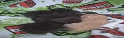 Mixed Breed cats for sale: Sushi's litter  - Advert 4