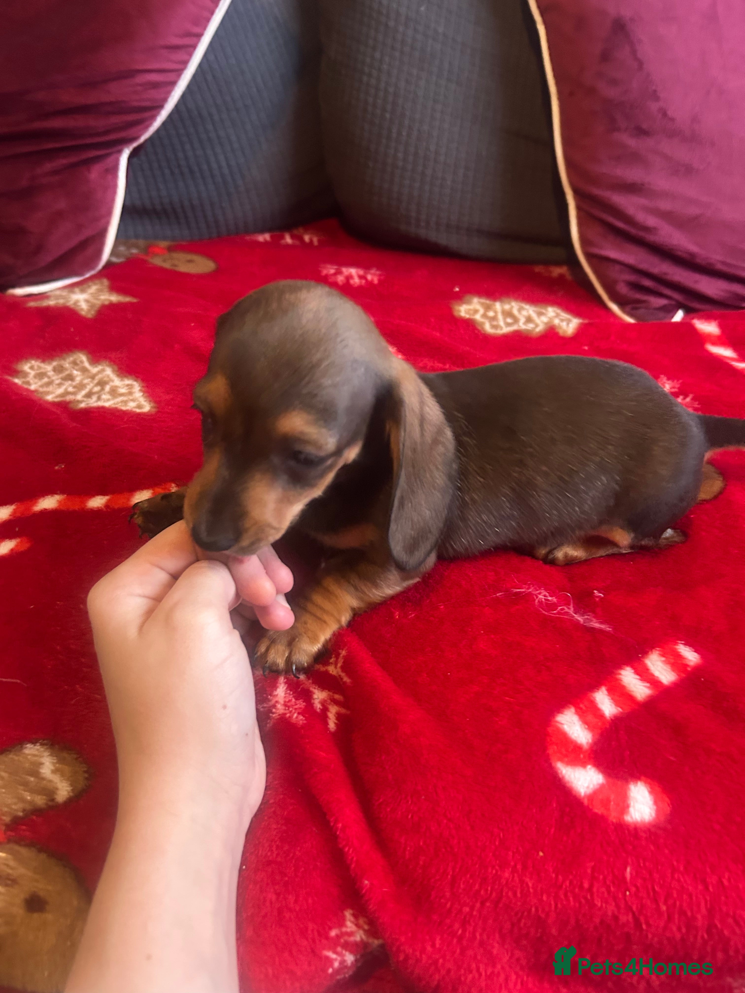 Miniature Dachshund dogs Miniature dachshund puppy’s READY TO LEAVE - Advert 14